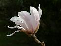 Fiori e Natura - 038